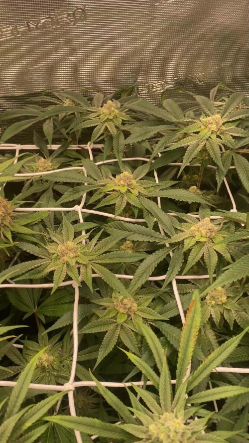 Orange Budd 2.0 by Dutch Passion