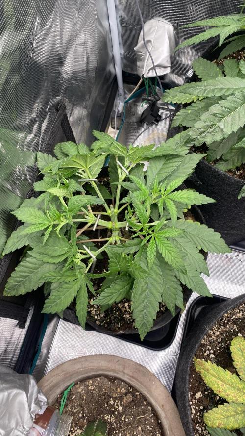 Blue Dream - Barneys farm - FC3000evo. Week 5 - day 34