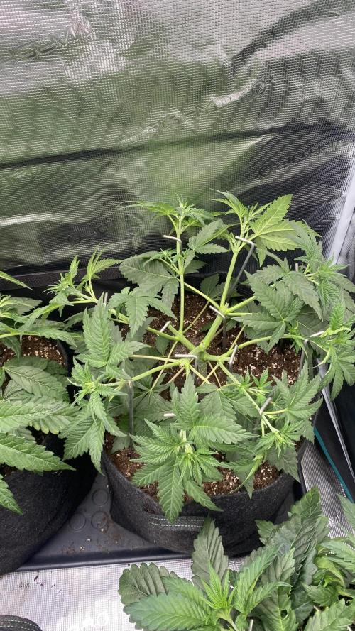 Blue Dream - Barneys farm - FC3000evo. Week 5 - day 34