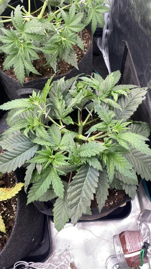 Blue Dream - Barneys farm - FC3000evo. Week 5 - day 34