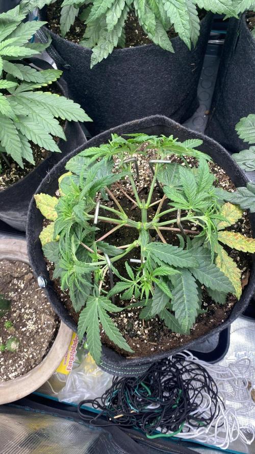 Blue Dream - Barneys farm - FC3000evo. Week 5 - day 34