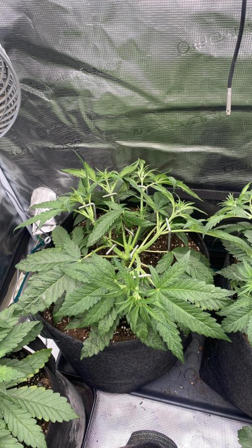 Blue Dream - Barneys farm - FC3000evo. Week 5 - day 34