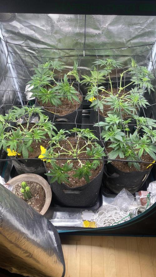 Blue Dream - Barneys farm - FC3000evo. Week 6 - 4/11