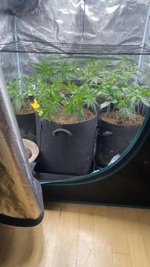 Blue Dream - Barneys farm - FC3000evo. Week 6 - 4/11