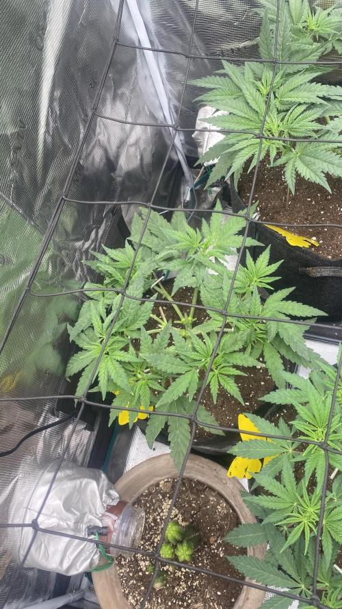 Blue Dream - Barneys farm - FC3000evo. Week 6 - 4/11