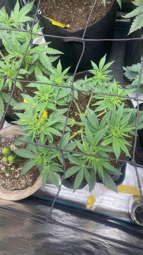 Blue Dream - Barneys farm - FC3000evo. Week 6 - 4/11