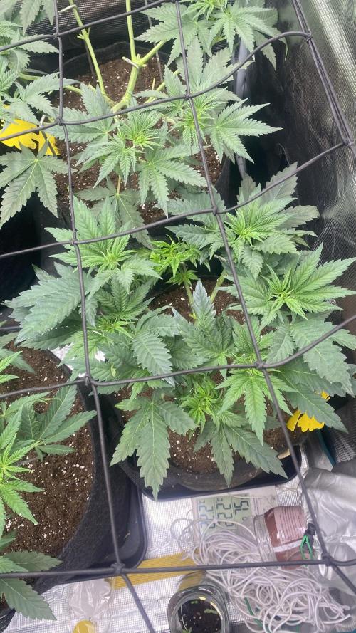 Blue Dream - Barneys farm - FC3000evo. Week 6 - 4/11