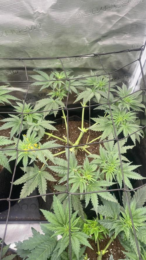 Blue Dream - Barneys farm - FC3000evo. Week 6 - 4/11