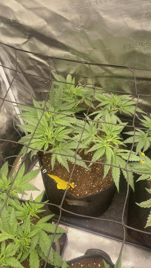 Blue Dream - Barneys farm - FC3000evo. Week 6 - 4/11