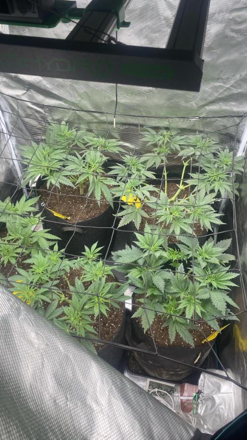 Blue Dream - Barneys farm - FC3000evo. Week 6 - 4/11