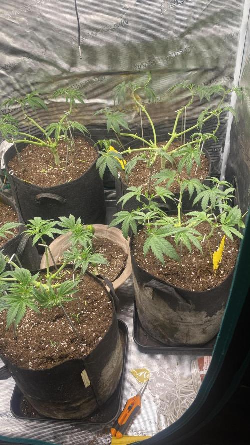 Blue Dream - Barneys farm - FC3000evo. Week 6 - 7/11