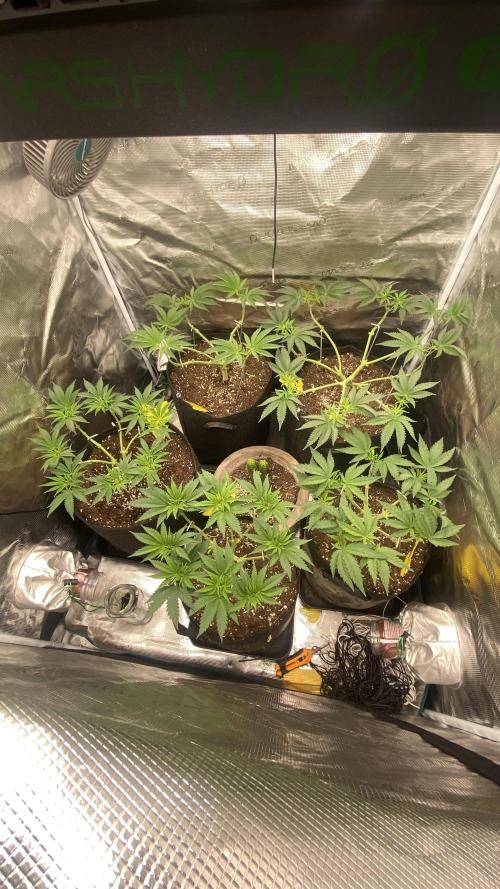 Blue Dream - Barneys farm - FC3000evo. Week 7 - 10/11 - day 44