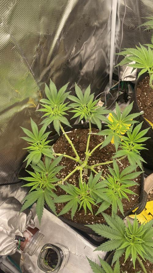 Blue Dream - Barneys farm - FC3000evo. Week 7 - 10/11 - day 44