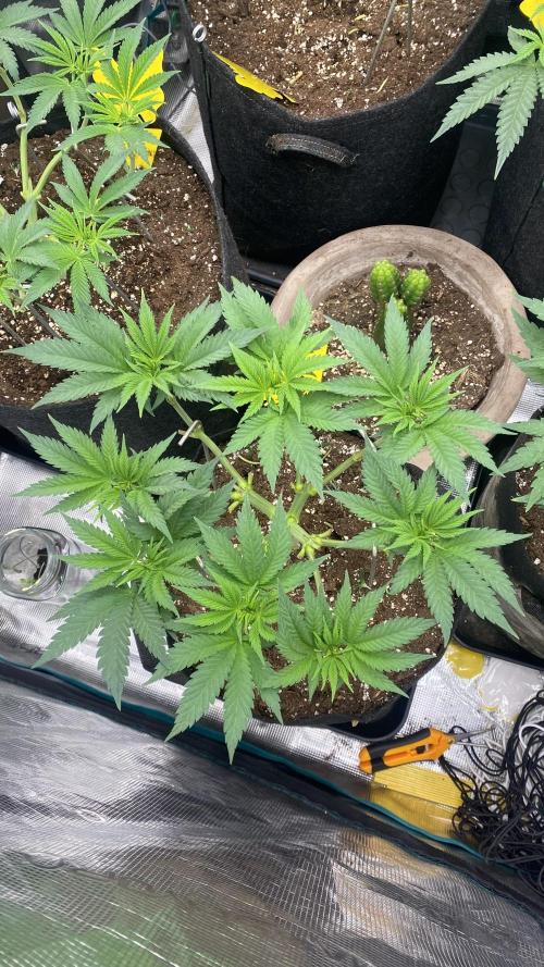 Blue Dream - Barneys farm - FC3000evo. Week 7 - 10/11 - day 44