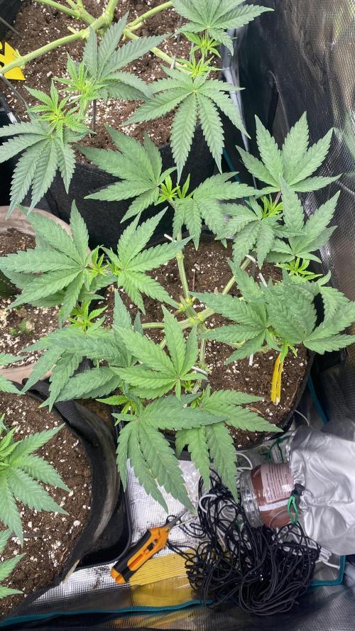 Blue Dream - Barneys farm - FC3000evo. Week 7 - 10/11 - day 44