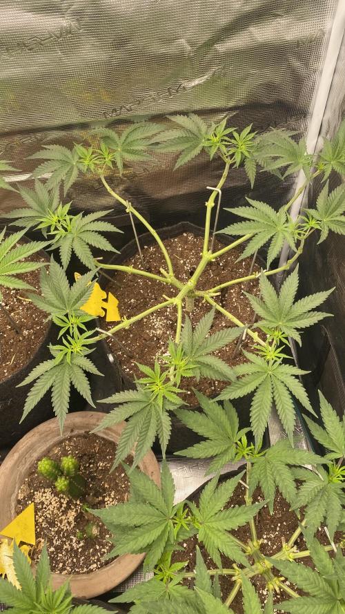 Blue Dream - Barneys farm - FC3000evo. Week 7 - 10/11 - day 44