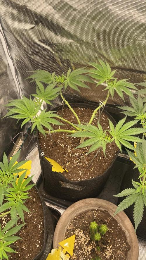 Blue Dream - Barneys farm - FC3000evo. Week 7 - 10/11 - day 44