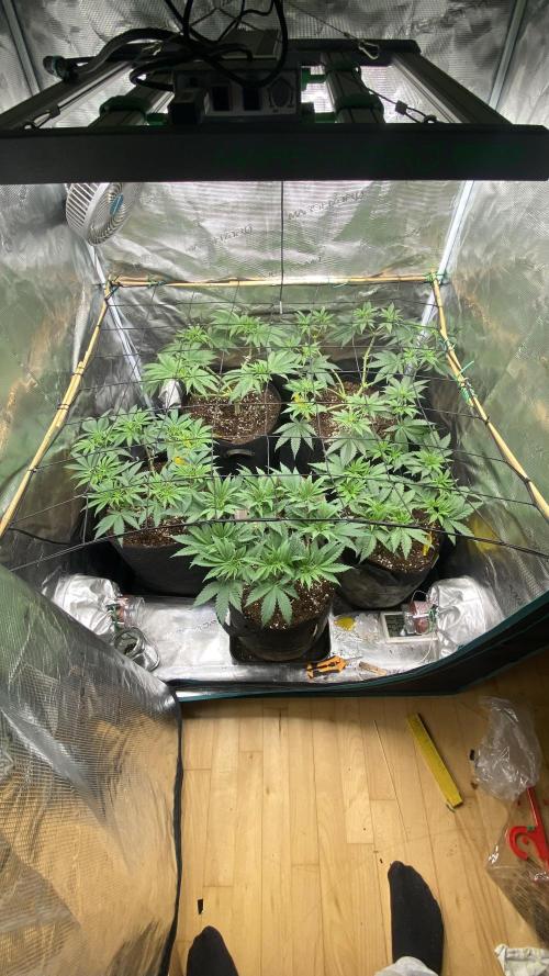Blue Dream - Barneys farm - FC3000evo. Week 8 - day 0 - 12/11/2025