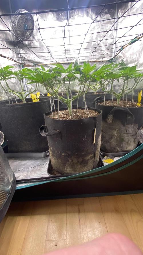 Blue Dream - Barneys farm - FC3000evo. Week 8 - day 0  - 12/11/2025