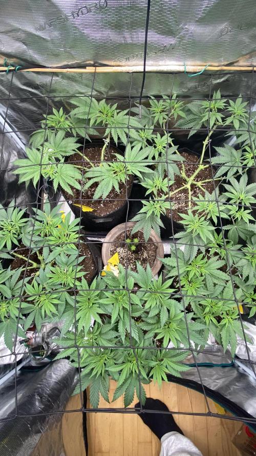 Blue Dream - Barneys farm - FC3000evo. Week 8 - day 0  - 12/11/2025