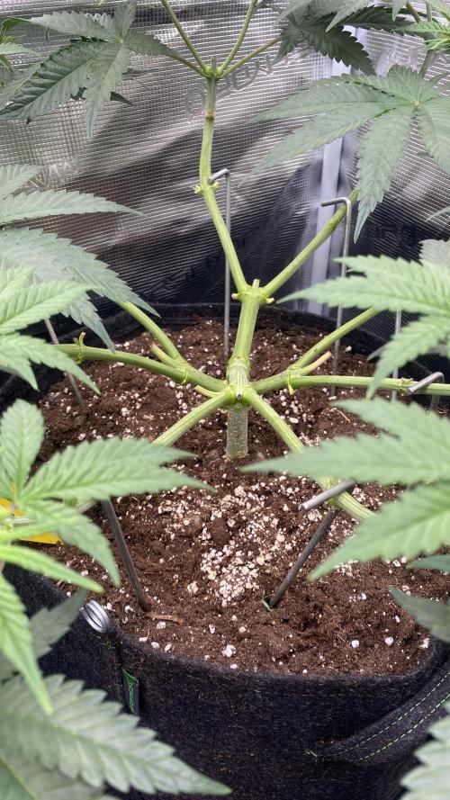 Blue Dream - Barneys farm - FC3000evo. Week 8 - day 0  - 12/11/2025