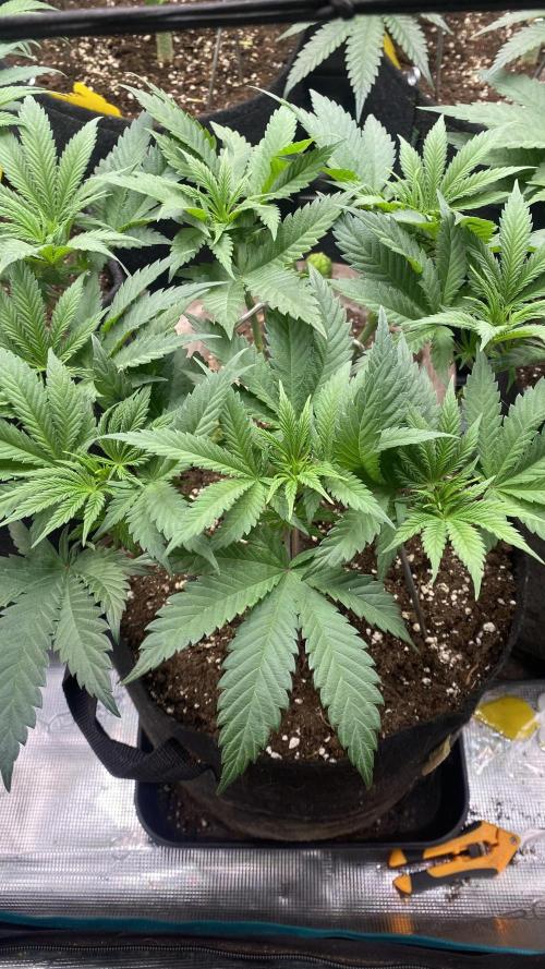 Blue Dream - Barneys farm - FC3000evo. Week 8 - day 0  - 12/11/2025