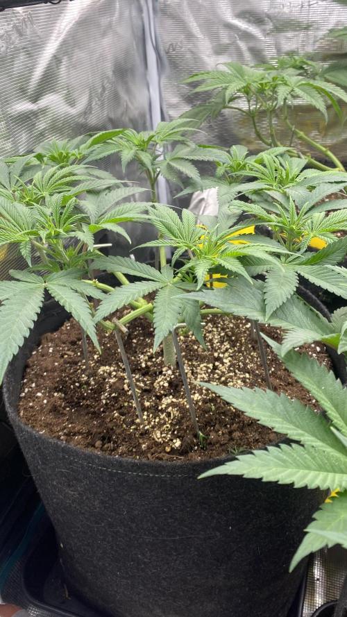 Blue Dream - Barneys farm - FC3000evo. Week 8 - day 0  - 12/11/2025