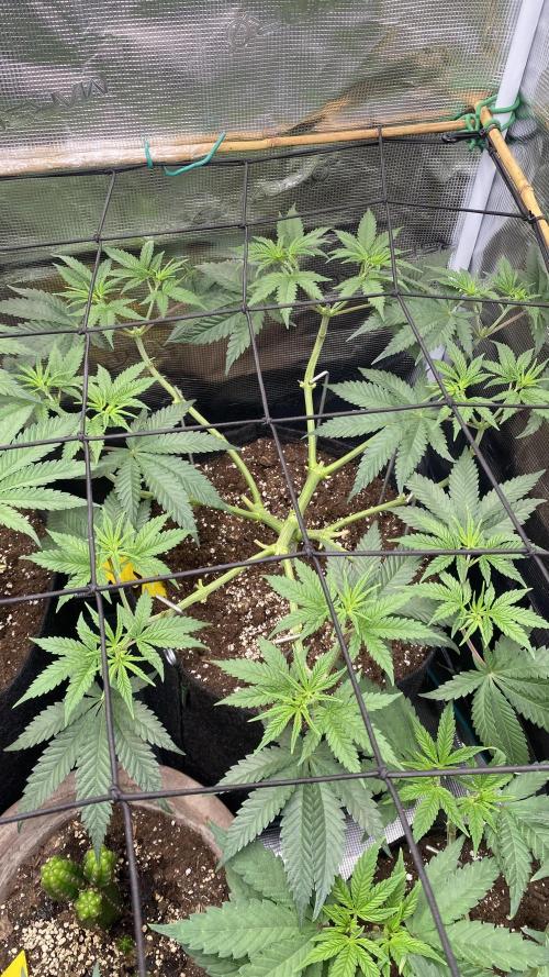 Blue Dream - Barneys farm - FC3000evo. Week 8 - day 0  - 12/11/2025