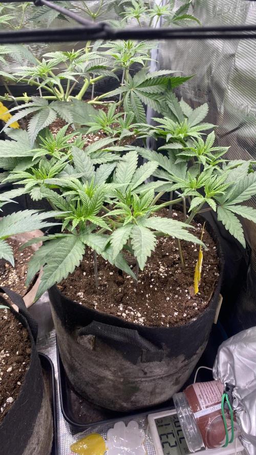 Blue Dream - Barneys farm - FC3000evo. Week 8 - day 0  - 12/11/2025