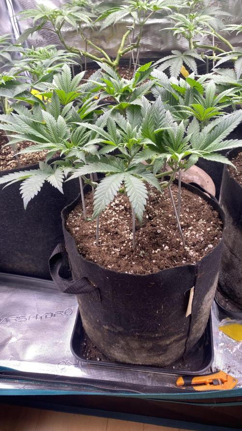 Blue Dream - Barneys farm - FC3000evo. Week 8 - day 0  - 12/11/2025