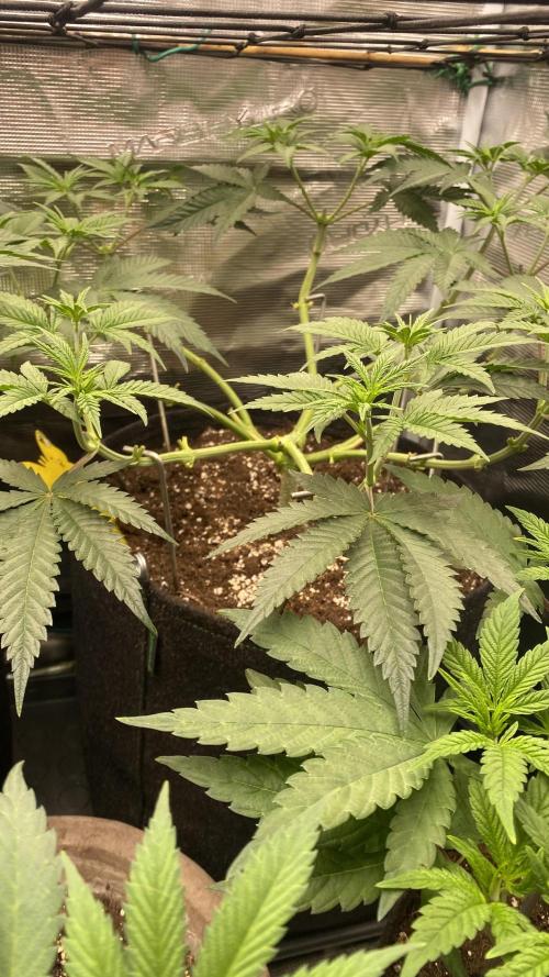 Blue Dream - Barneys farm - FC3000evo. Week 8 - day 0  - 12/11/2025