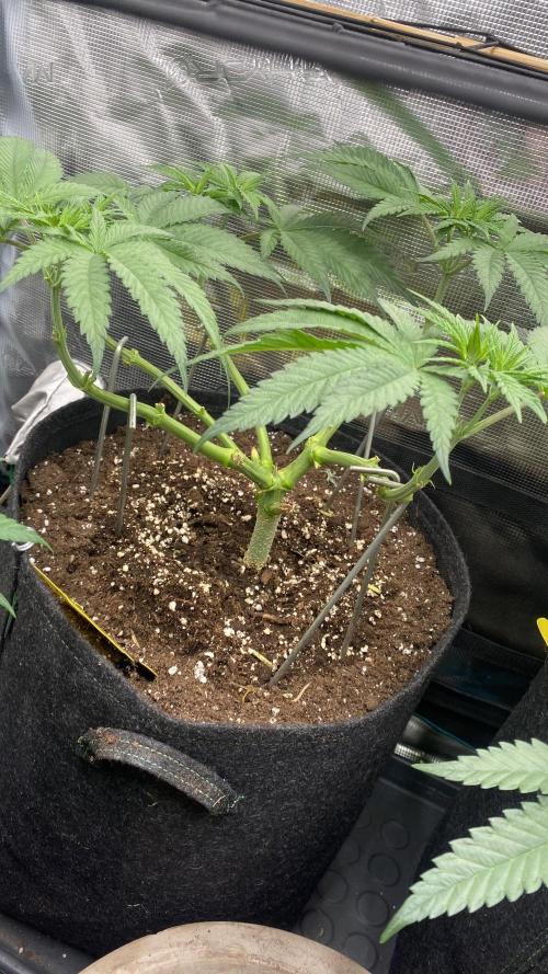 Blue Dream - Barneys farm - FC3000evo. Week 8 - day 0  - 12/11/2025