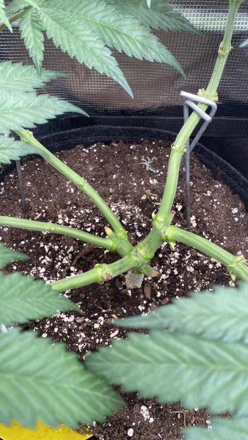 Blue Dream - Barneys farm - FC3000evo. Week 8 - day 0  - 12/11/2025