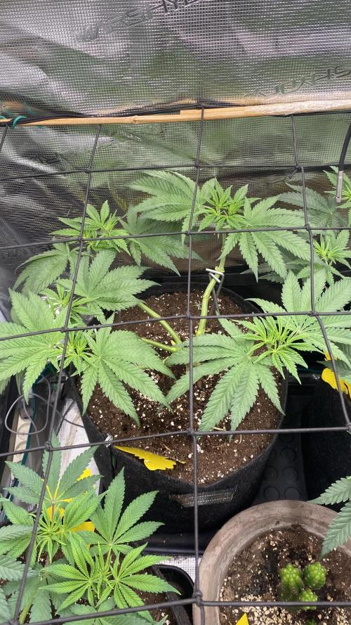 Blue Dream - Barneys farm - FC3000evo. Week 8 - day 0  - 12/11/2025