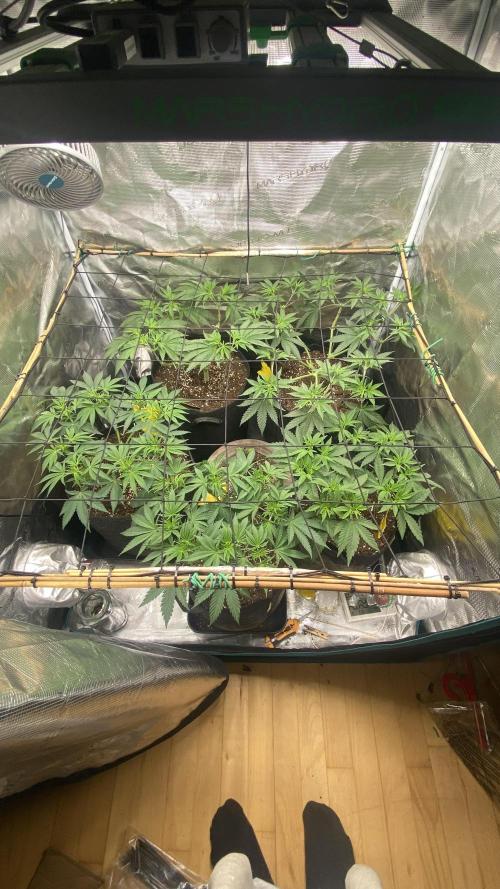 Blue Dream - Barneys farm - FC3000evo. Week 8 - day 1 - 13/11/2025
