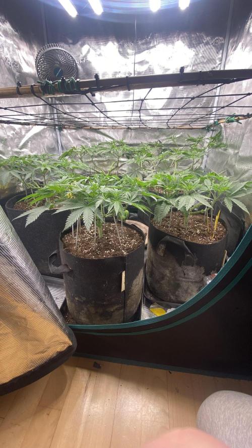 Blue Dream - Barneys farm - FC3000evo. Week 8 - day 1 - 13/11/2025