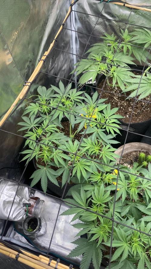 Blue Dream - Barneys farm - FC3000evo. Week 8 - day 1 - 13/11/2025