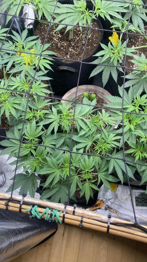 Blue Dream - Barneys farm - FC3000evo. Week 8 - day 1 - 13/11/2025