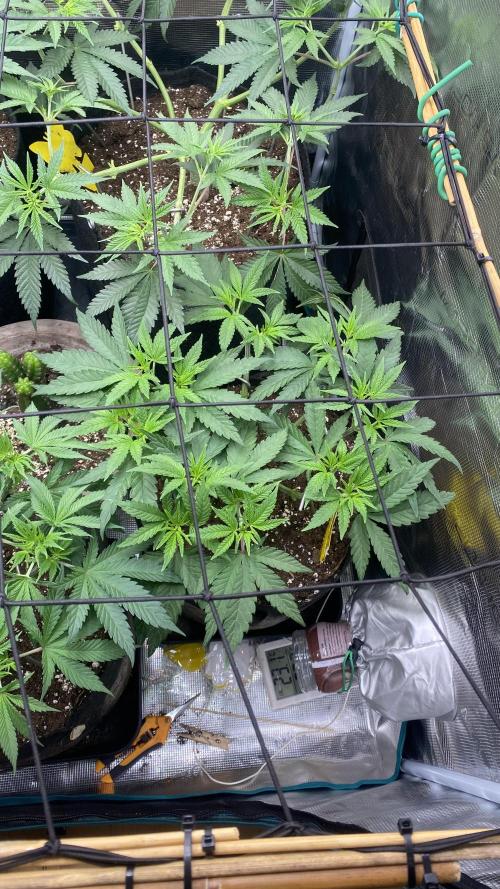 Blue Dream - Barneys farm - FC3000evo. Week 8 - day 1 - 13/11/2025