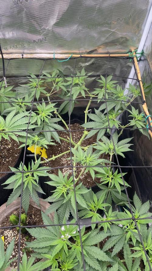 Blue Dream - Barneys farm - FC3000evo. Week 8 - day 1 - 13/11/2025