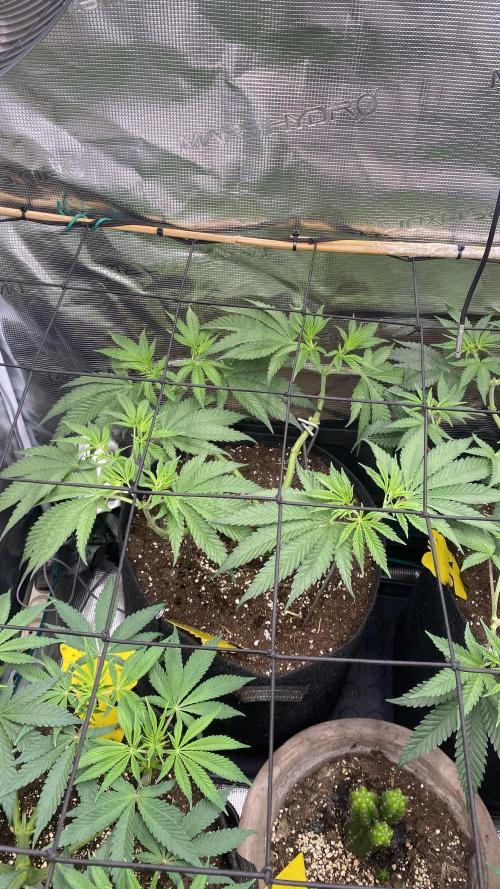 Blue Dream - Barneys farm - FC3000evo. Week 8 - day 1 - 13/11/2025