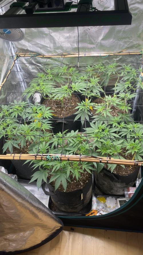 Blue Dream - Barneys farm - FC3000evo. Week 8 - day 1 - 13/11/2025