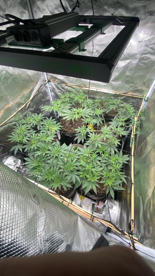 Blue Dream - Barneys farm - FC3000evo. Week 8 - day 2 - 14/11/2025