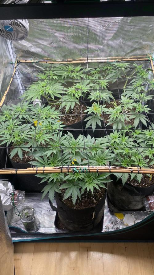 Blue Dream - Barneys farm - FC3000evo. Week 8 - day 2 - 14/11/2025