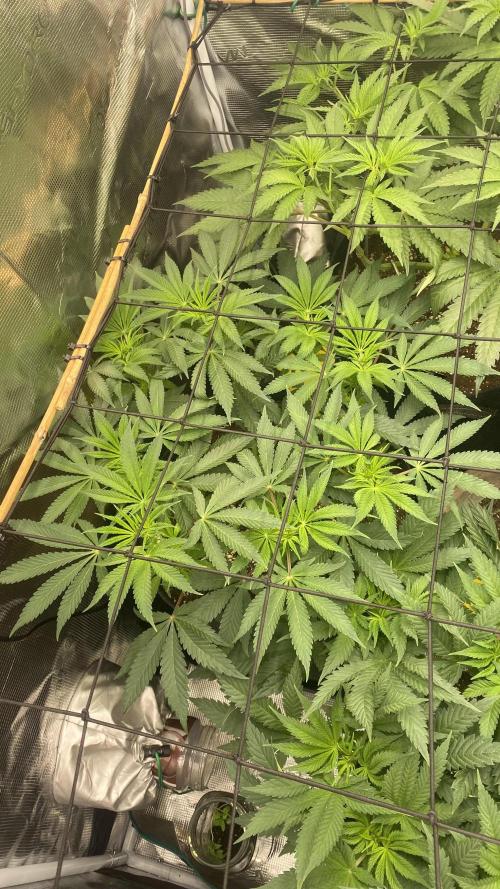 Blue Dream - Barneys farm - FC3000evo. Week 8 - day 5 - 17/11/2025