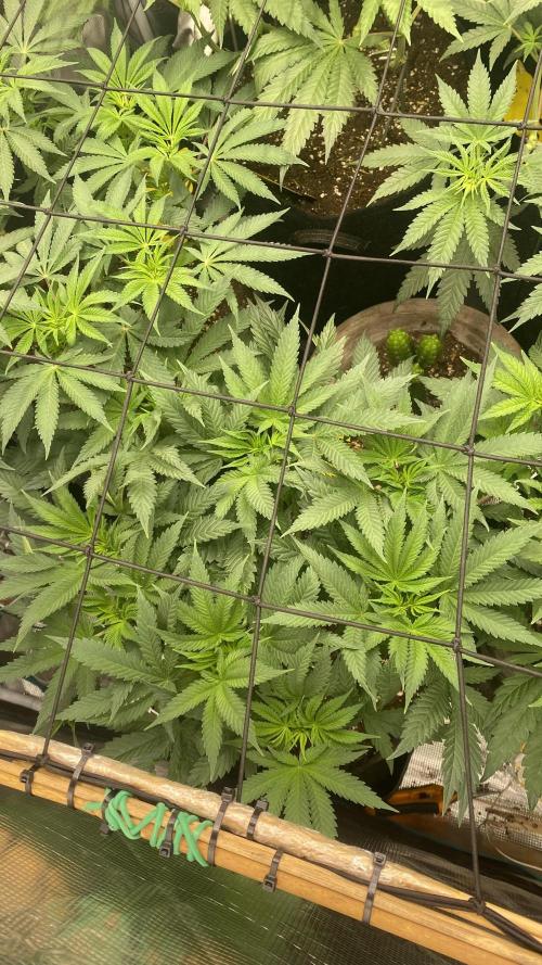 Blue Dream - Barneys farm - FC3000evo. Week 8 - day 5 - 17/11/2025