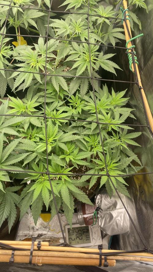 Blue Dream - Barneys farm - FC3000evo. Week 8 - day 5 - 17/11/2025