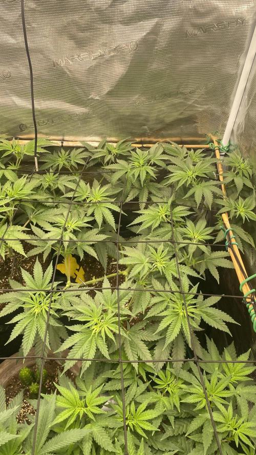 Blue Dream - Barneys farm - FC3000evo. Week 8 - day 5 - 17/11/2025