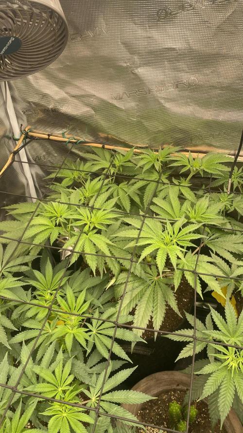 Blue Dream - Barneys farm - FC3000evo. Week 8 - day 5 - 17/11/2025