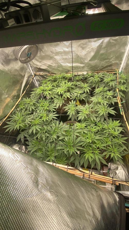 Blue Dream - Barneys farm - FC3000evo. Week 8 - day 5 - 17/11/2025